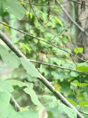 Cyornis sumatrensis