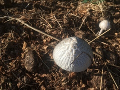 Panaeolus