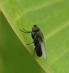 Milichiidae