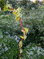 Fallopia scandens