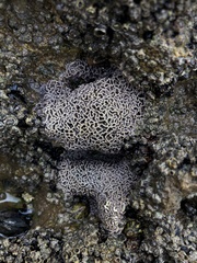 Lithophyllum