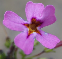 Jamesbrittenia calciphila