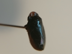 Cicadellidae