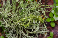 Ramalina celastri