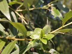 Rabdophaga rosaria