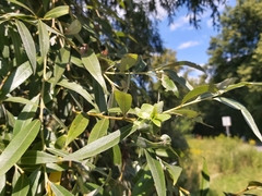 Rabdophaga rosaria