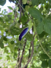 Clitoria ternatea