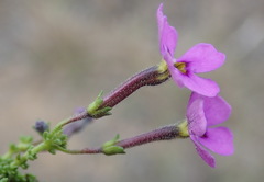 Jamesbrittenia calciphila