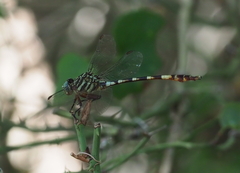 Aphylla angustifolia