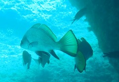 Sciaena umbra