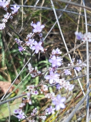 Limonium vulgare