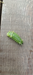Zygaenoidea