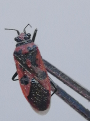 Corizus hyoscyami