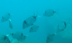 Diplodus vulgaris