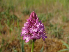 Anacamptis pyramidalis