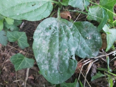 Golovinomyces sordidus