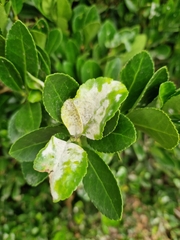 Erysiphe euonymicola