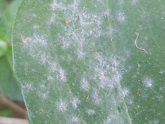 Golovinomyces sordidus