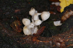 Lactocollybia