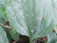 Golovinomyces sordidus