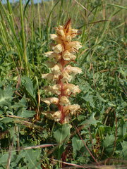 Orobanche amethystea amethystea