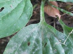 Golovinomyces sordidus