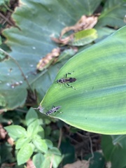 Exaireta spinigera