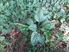 Golovinomyces sordidus