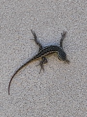 Sceloporus tristichus