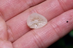 Lactocollybia