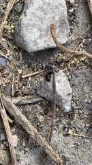 Camponotus pennsylvanicus