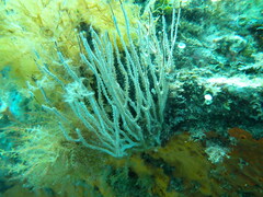 Eunicella singularis