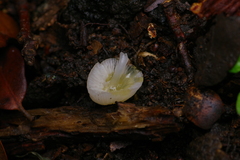 Lactocollybia