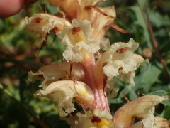 Orobanche amethystea amethystea