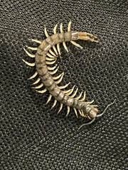Hemiscolopendra marginata