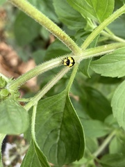 Illeis galbula