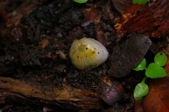 Lactocollybia