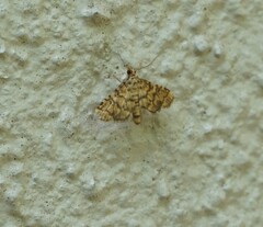 Nacoleia satsumalis