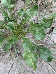 Beta vulgaris