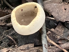Pezizaceae