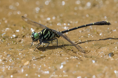 Burmagomphus williamsoni