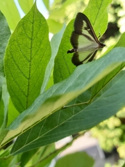 Cydalima perspectalis