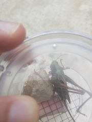 Decticus verrucivorus