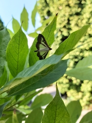 Cydalima perspectalis