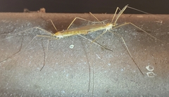 Tipulomorpha