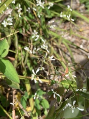 Simosyrphus grandicornis