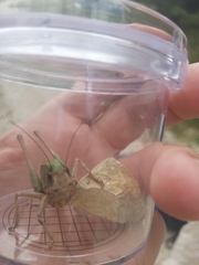 Decticus verrucivorus