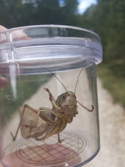 Decticus verrucivorus
