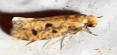 Niditinea orleansella