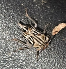 Aconophora compressa